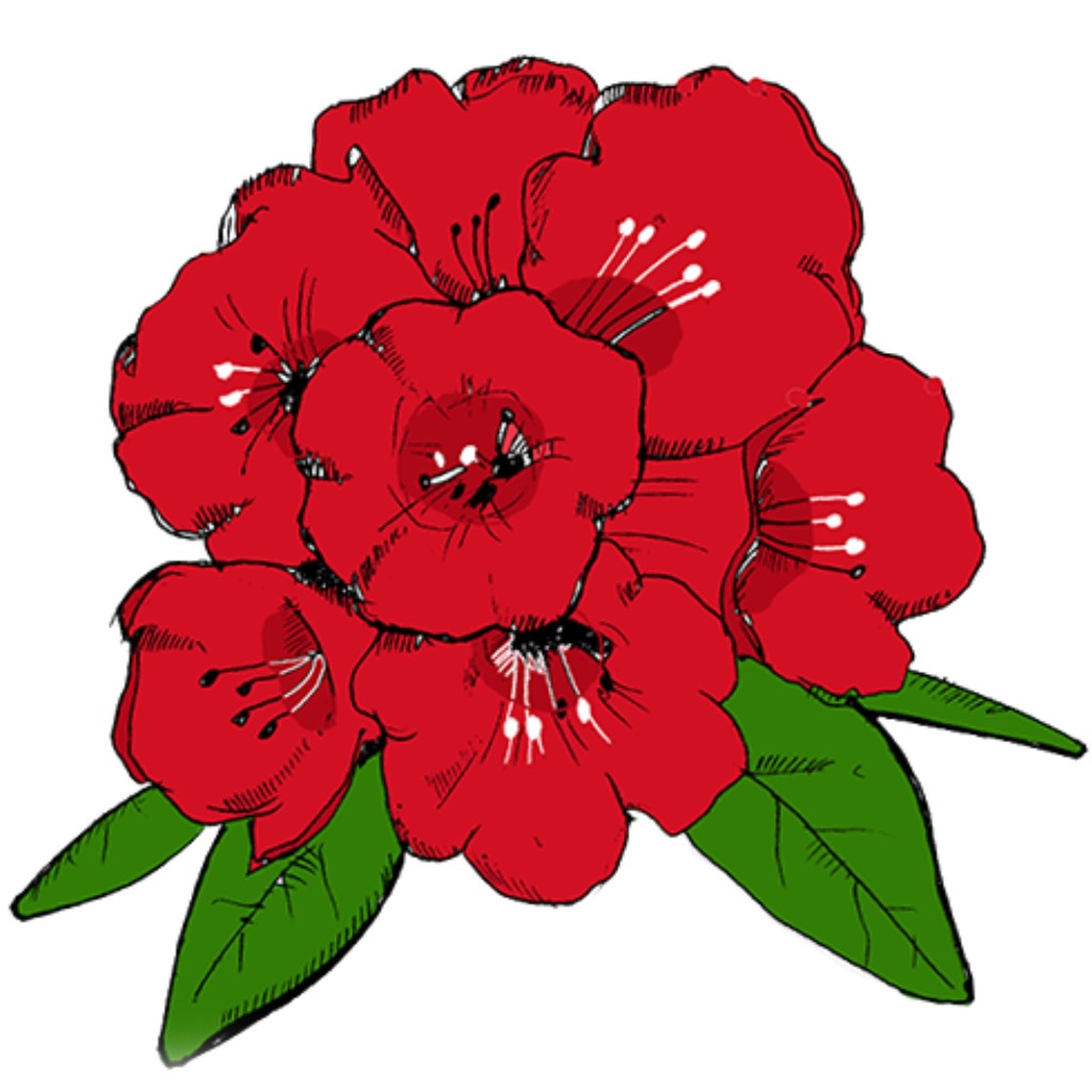 Buransh Flower